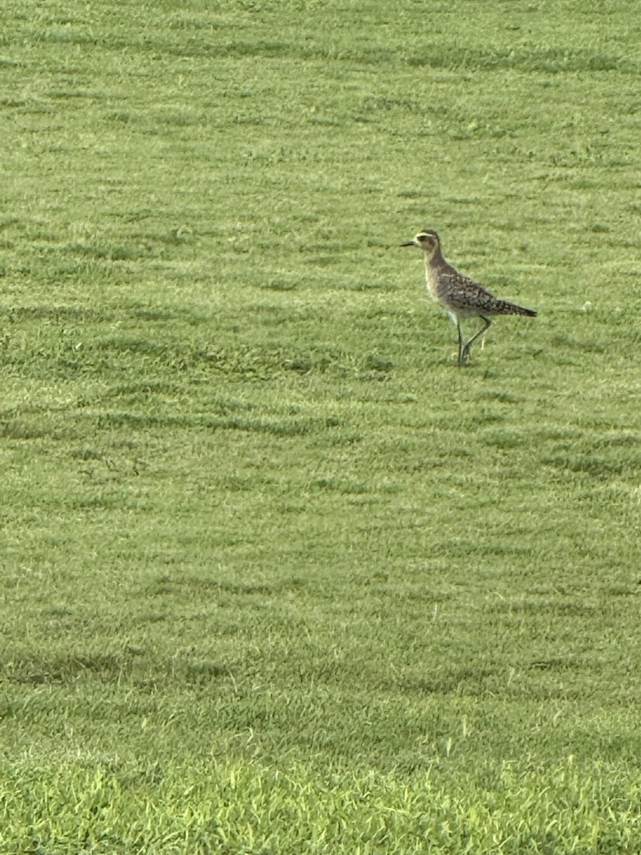 ムナグロ - ML647576910