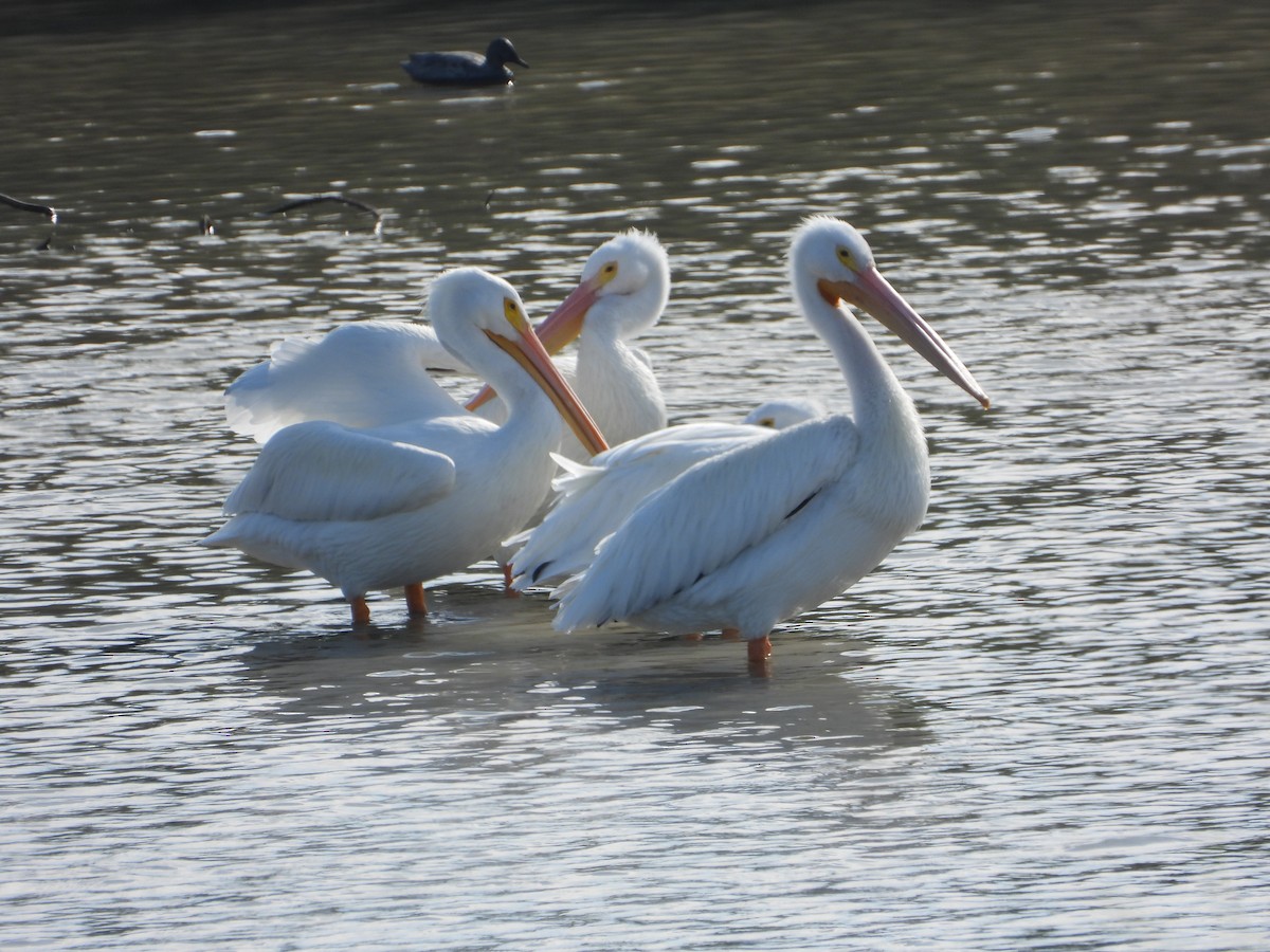 アメリカシロペリカン - ML647576913