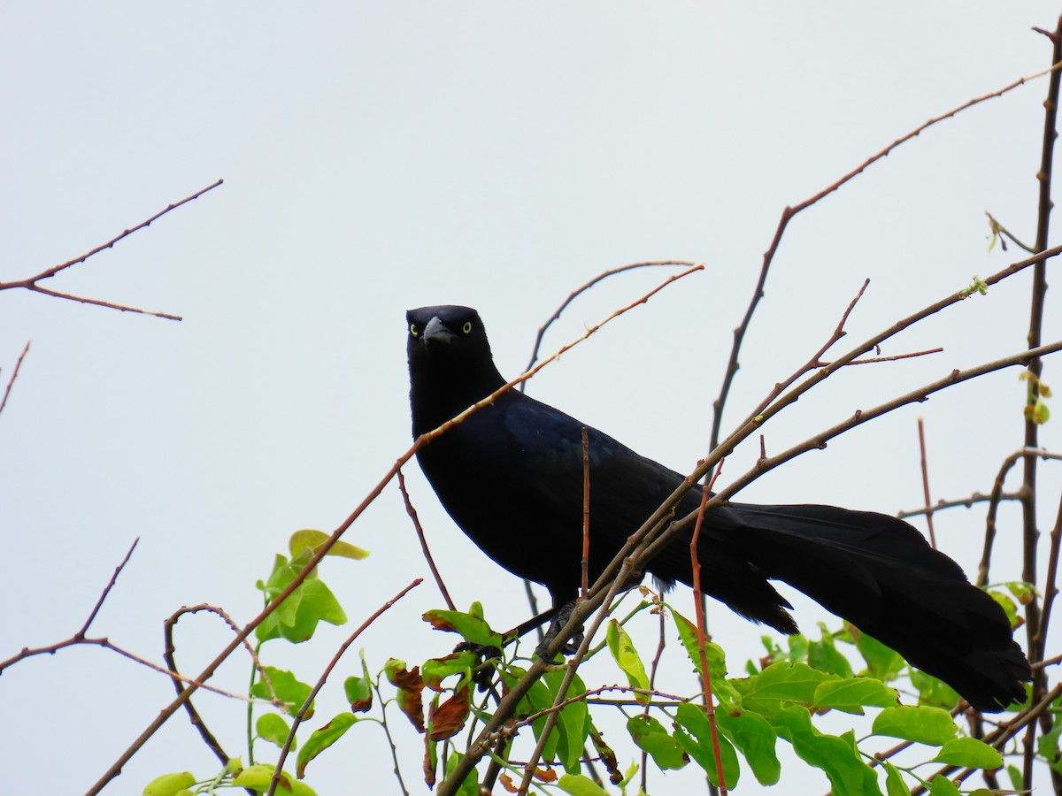 オナガクロムクドリモドキ - ML647576914