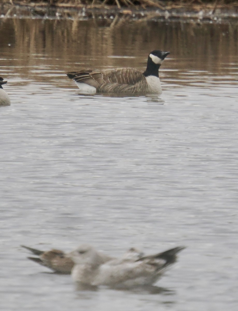 シジュウカラガン - ML647576915