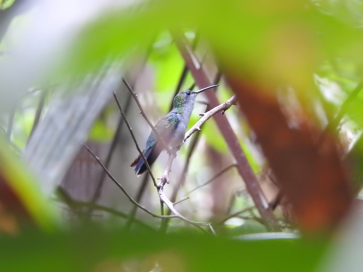 Fork-tailed Woodnymph - ML647576916