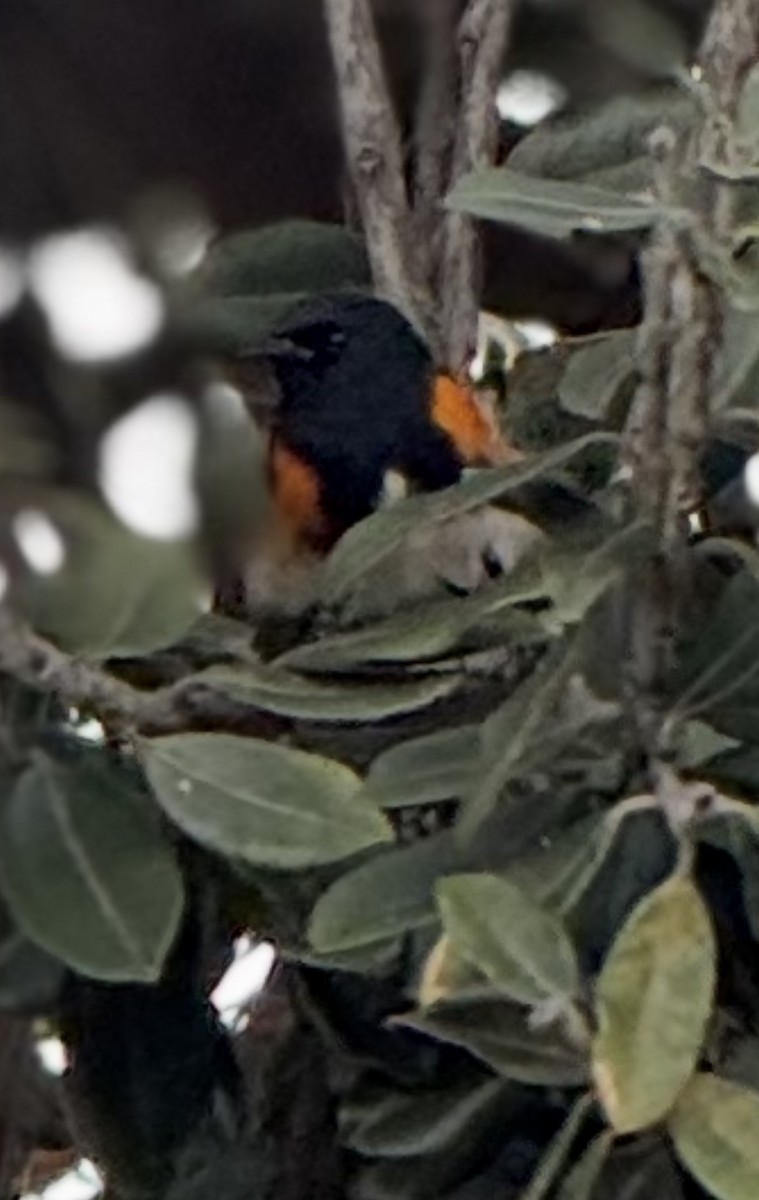 סבכון חכלילי - ML647576918