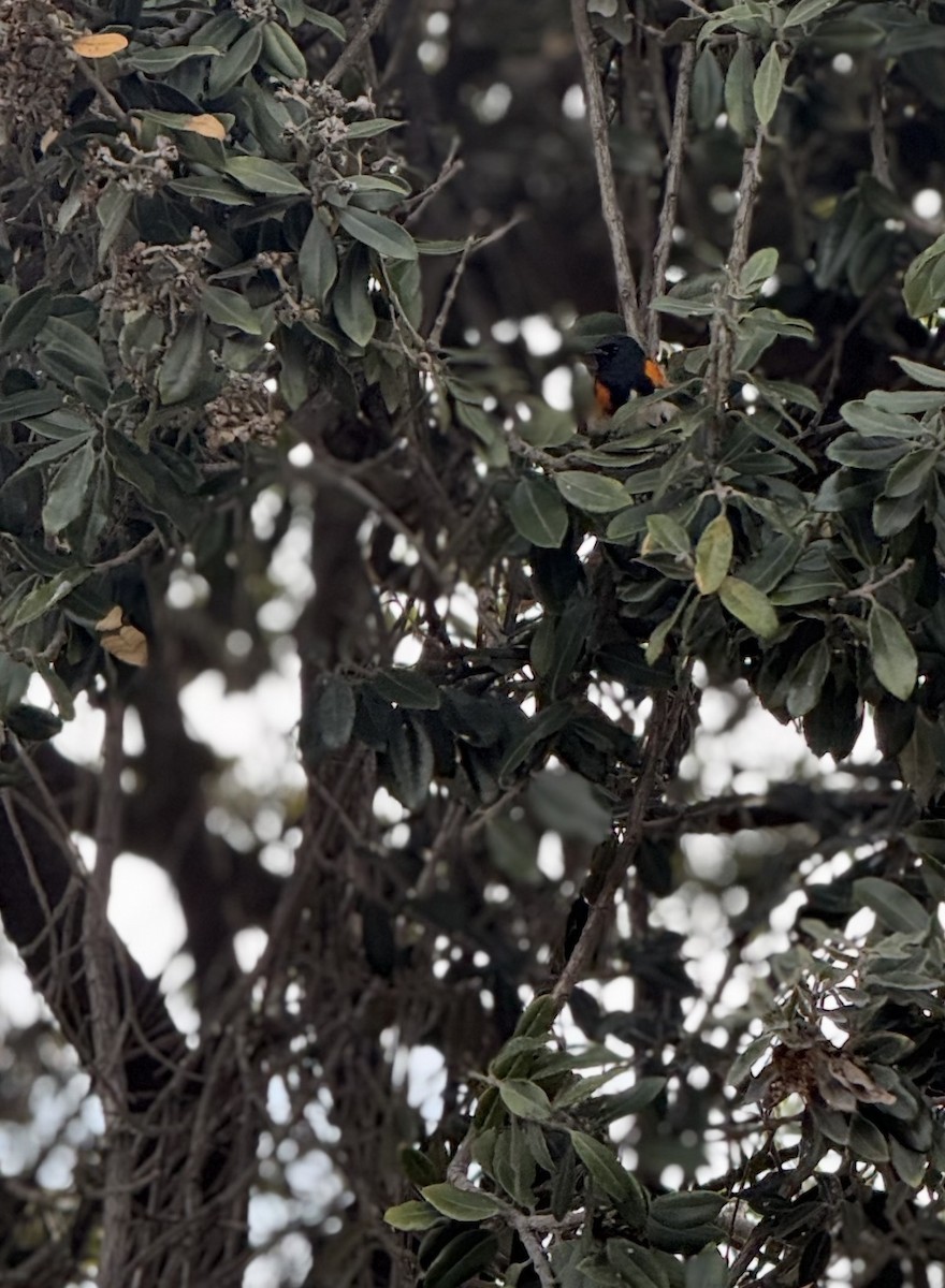 סבכון חכלילי - ML647576919