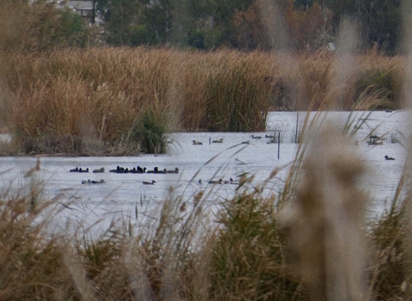 Foulque macroule - ML647576922