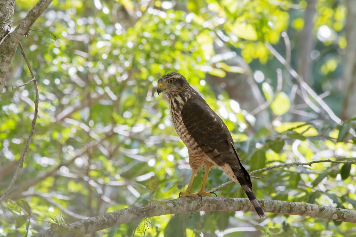 Roadside Hawk - ML647576944