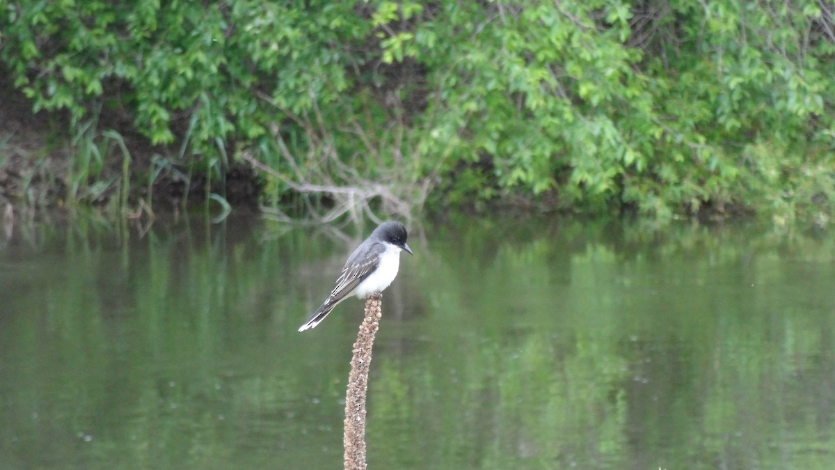 Tirano Oriental - ML647576948