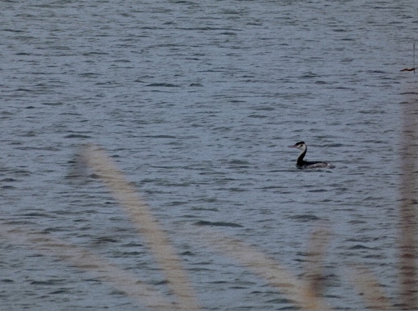 Grèbe huppé - ML647576949