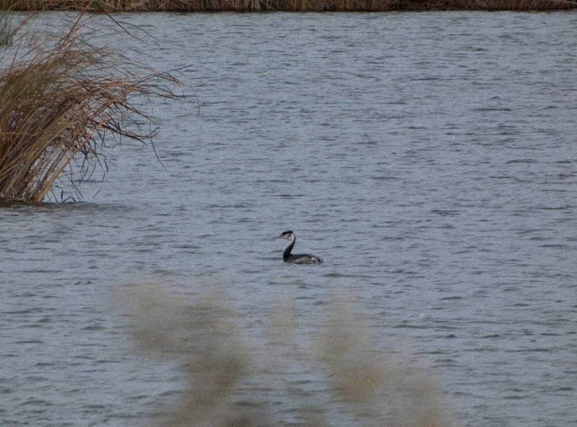 Grèbe huppé - ML647576950