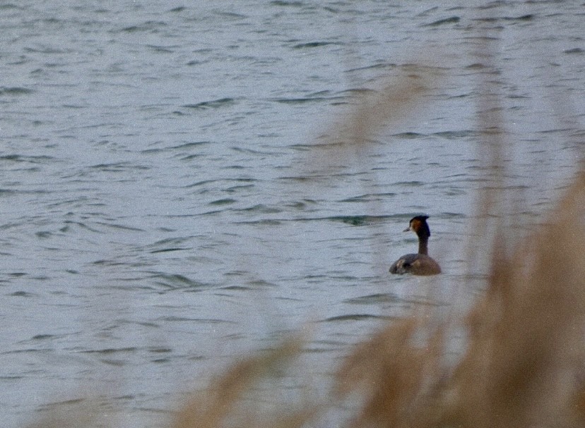 Grèbe huppé - ML647576951