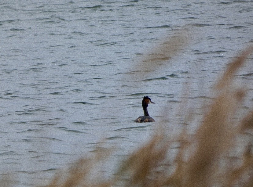 Grèbe huppé - ML647576952