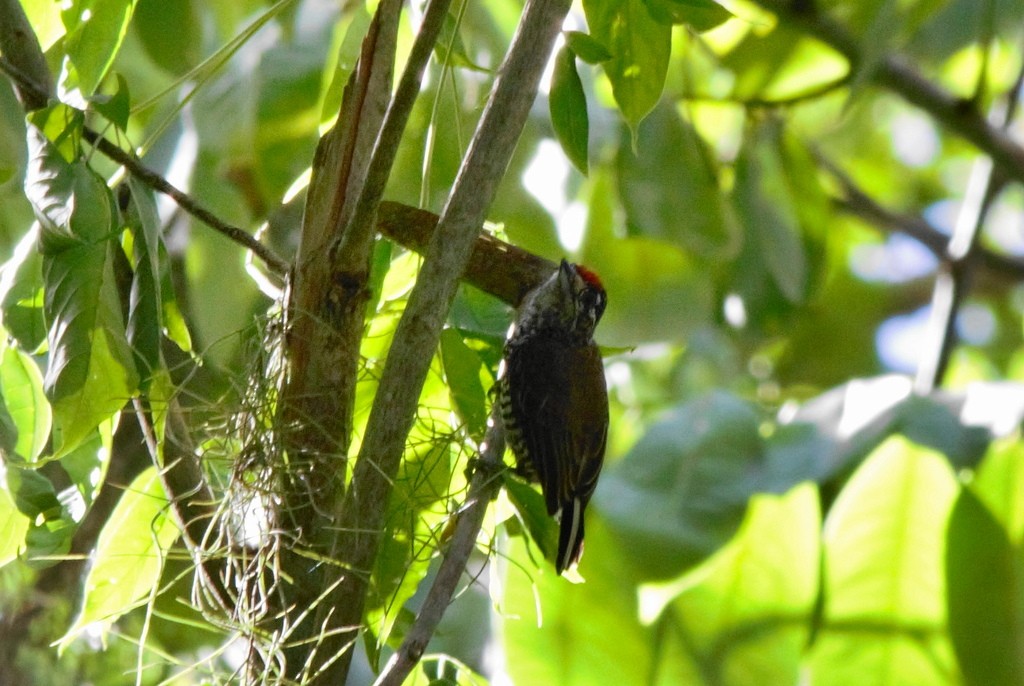 White-barred Piculet - ML647576955
