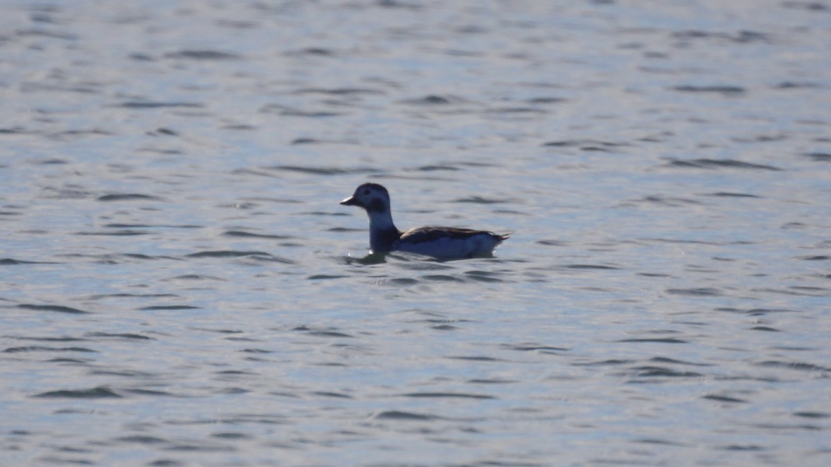 長尾鴨 - ML647576957