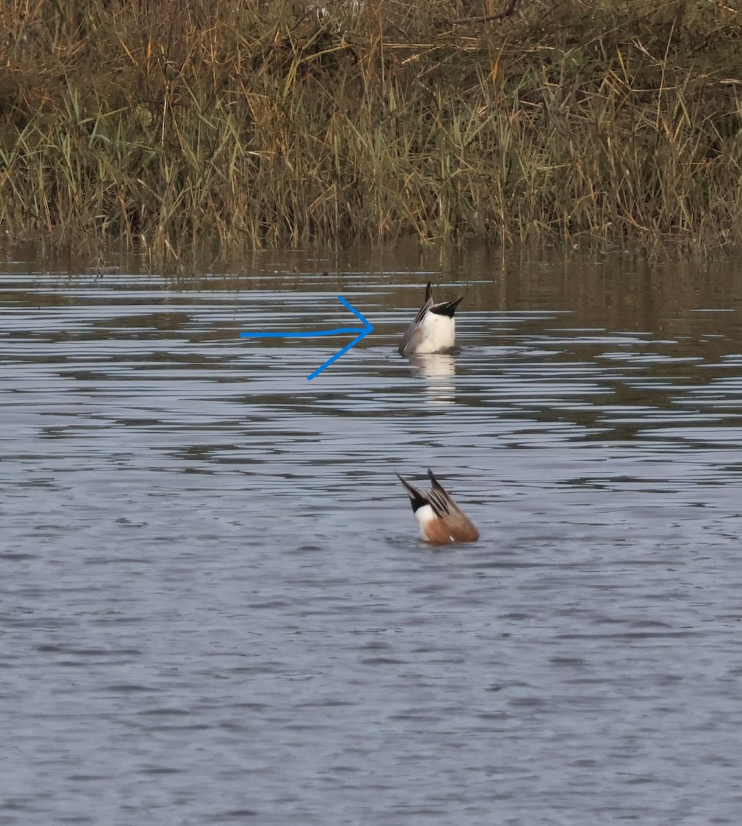 Ahate txistulari eurasiarra - ML647576964