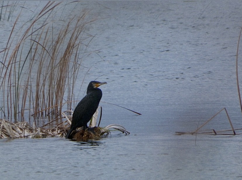 Grand Cormoran - ML647576971