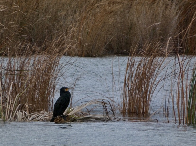 Grand Cormoran - ML647576972