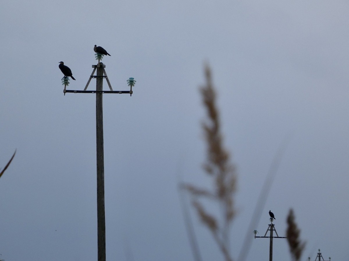 Grand Cormoran - ML647576973