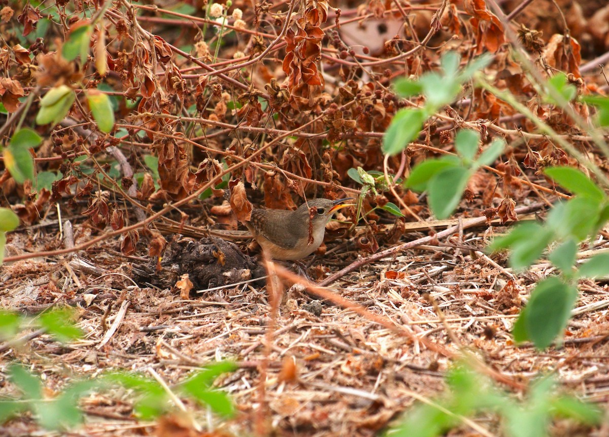 Southern House Wren - ML647576979