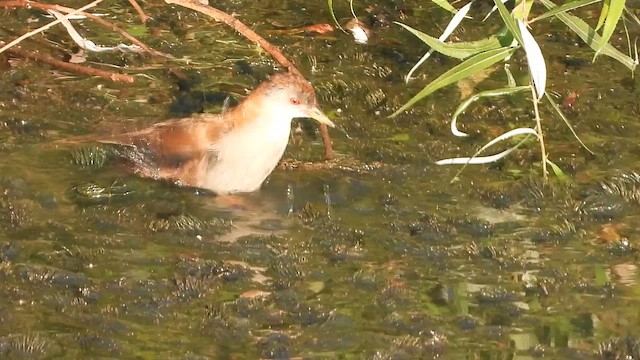 Погонич малий - ML647576981