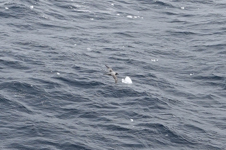 Light-mantled Albatross - ML647576982
