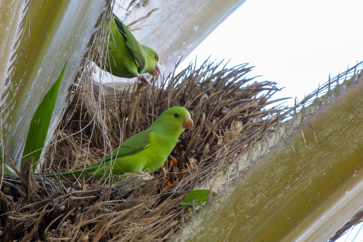 オナガミドリインコ - ML647576984