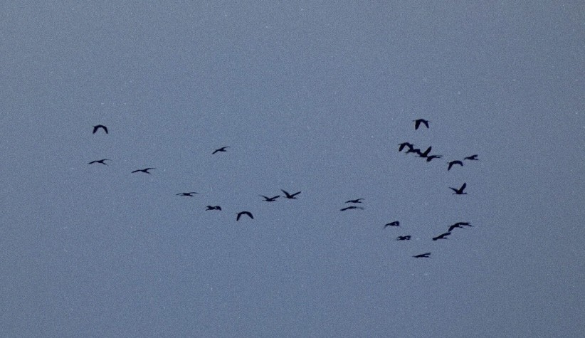 Ibis falcinelle - ML647576994