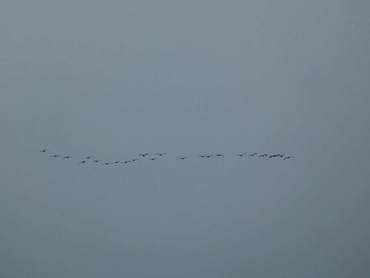 Ibis falcinelle - ML647576995