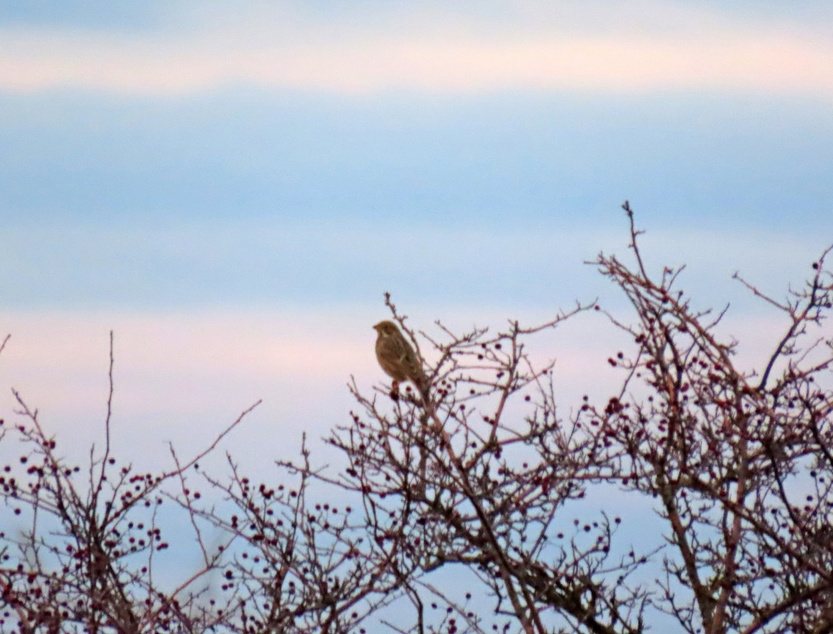 Bruant proyer - ML647577000