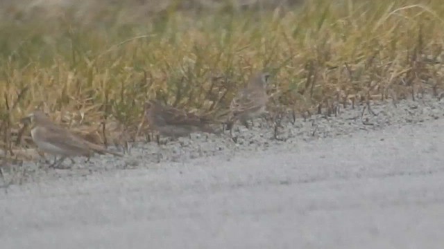 Подорожник лапландський - ML647577021