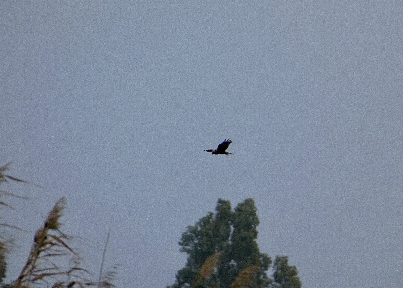 Busard des roseaux - ML647577025