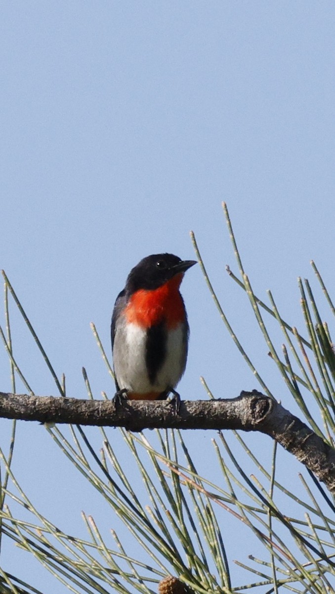 Picaflores Golondrina - ML647577028