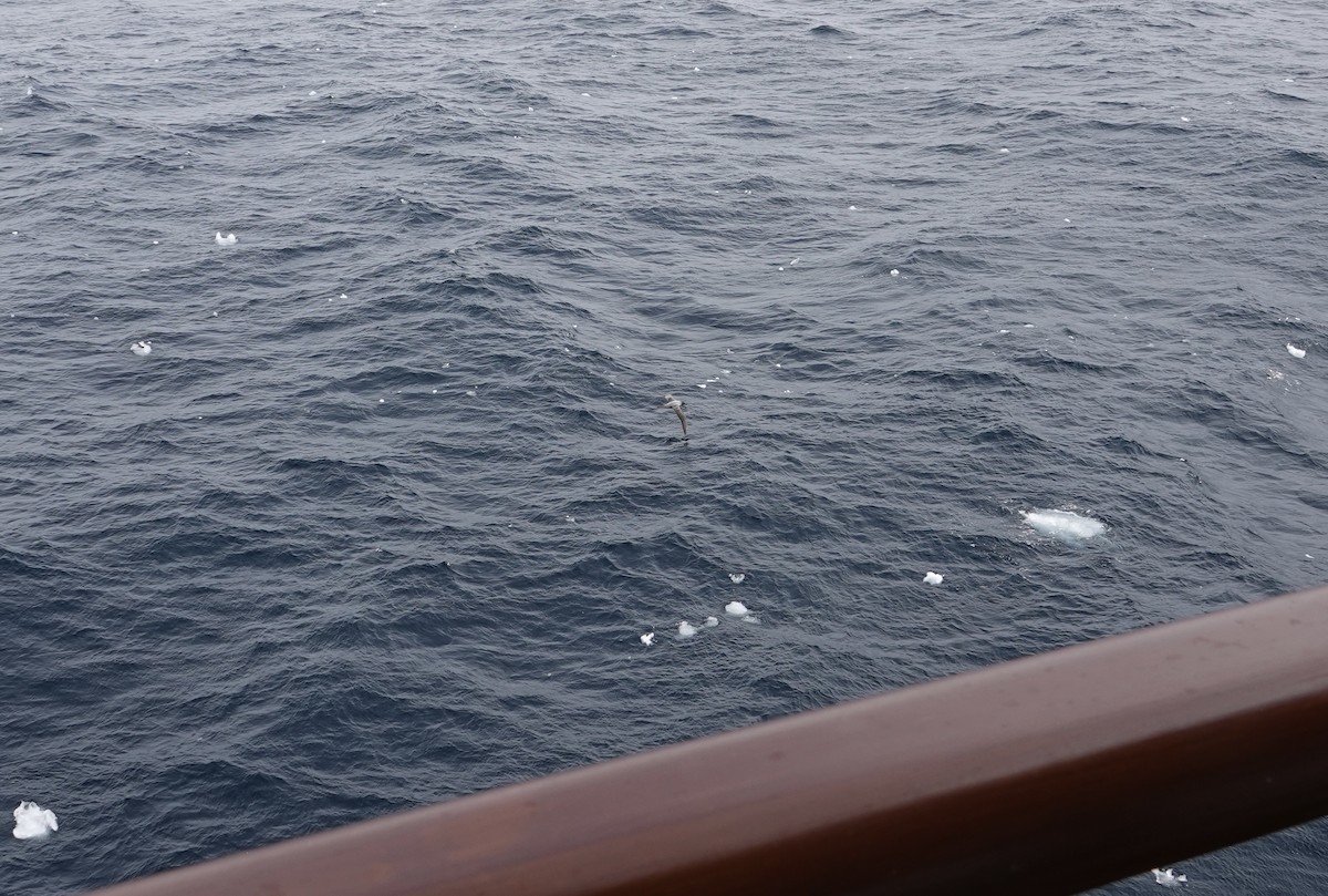 Light-mantled Albatross - ML647577032