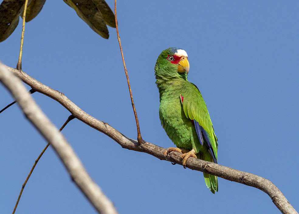 White-fronted Amazon - ML647577047