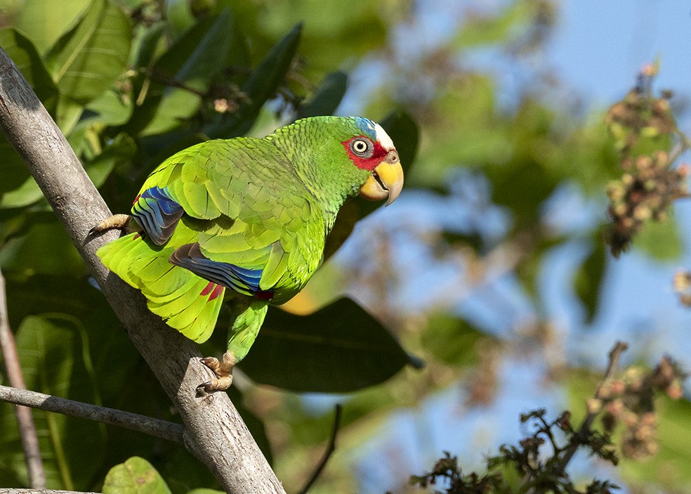 White-fronted Amazon - ML647577048