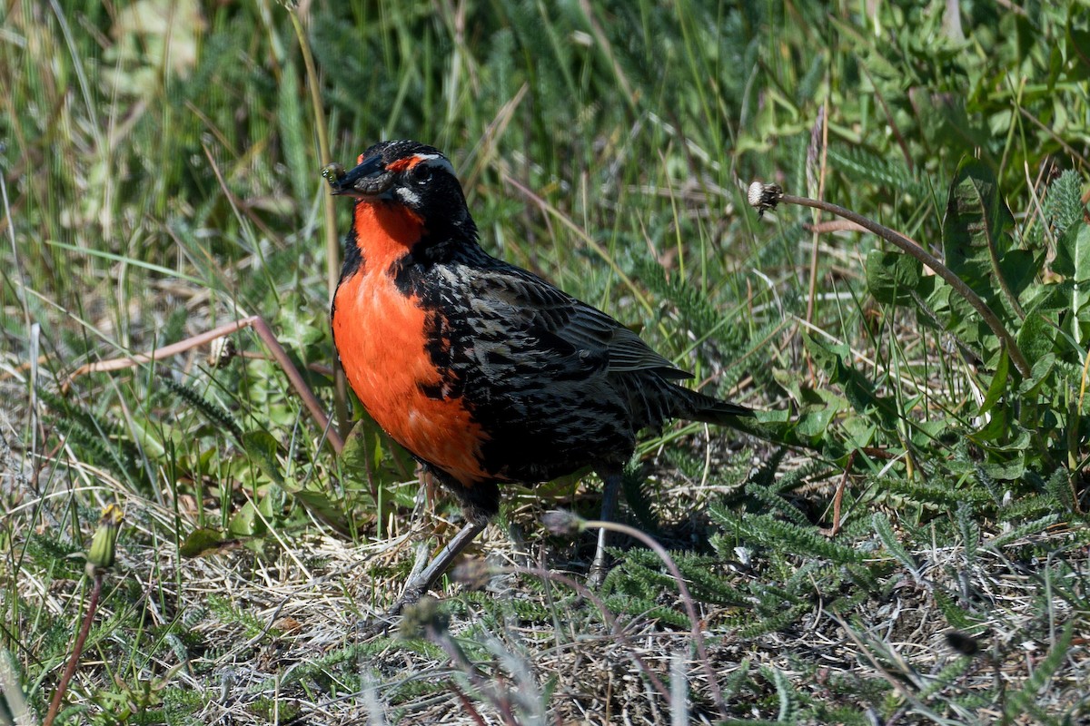 Long-tailed Meadowlark - ML647577061