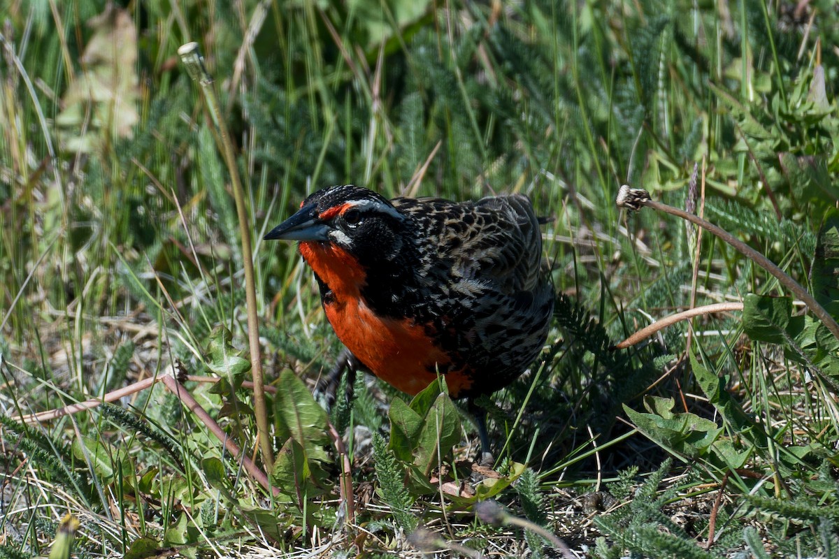 Long-tailed Meadowlark - ML647577070