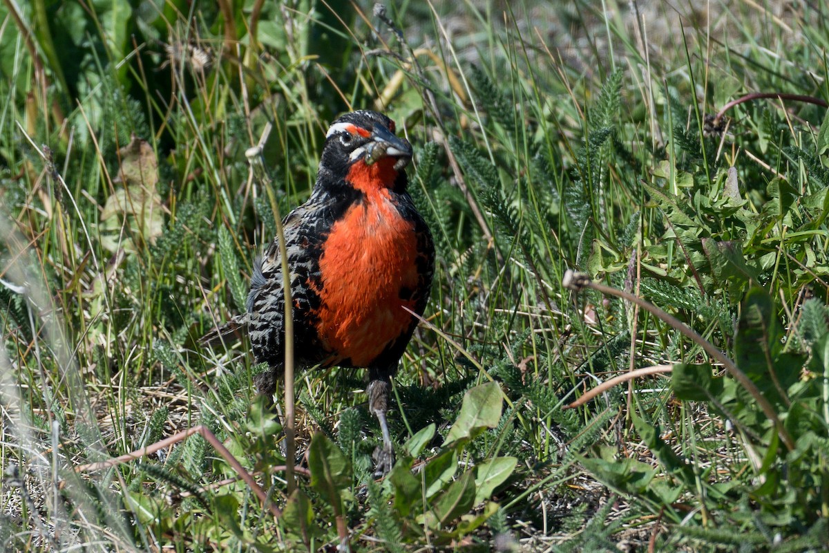Long-tailed Meadowlark - ML647577071