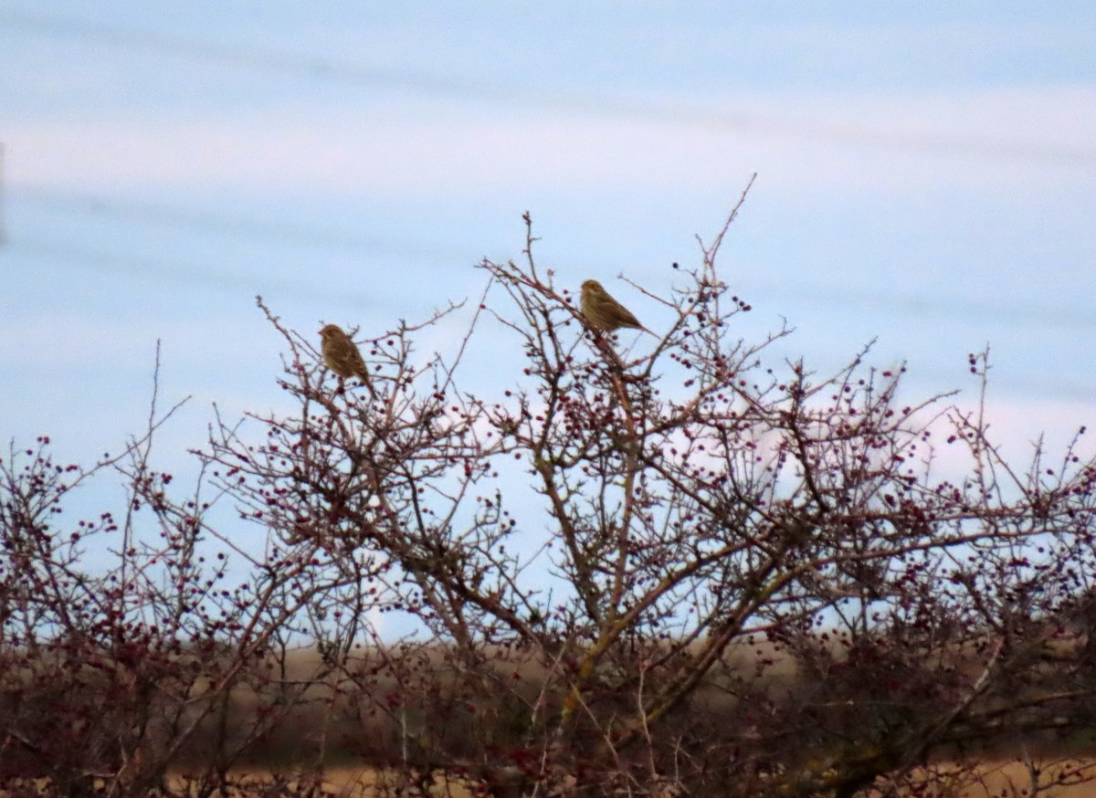 Bruant proyer - ML647577077