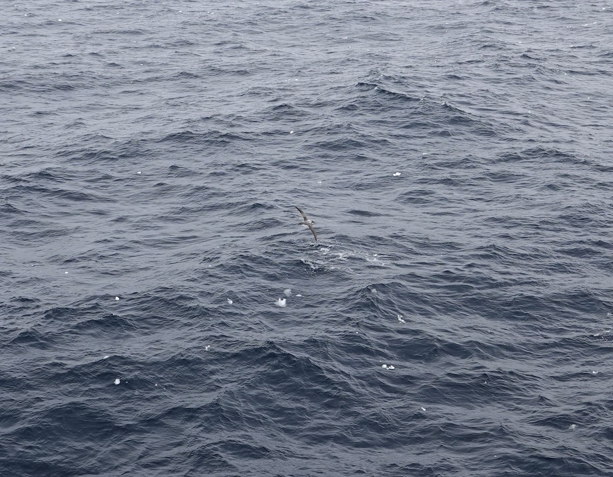 Light-mantled Albatross - ML647577085