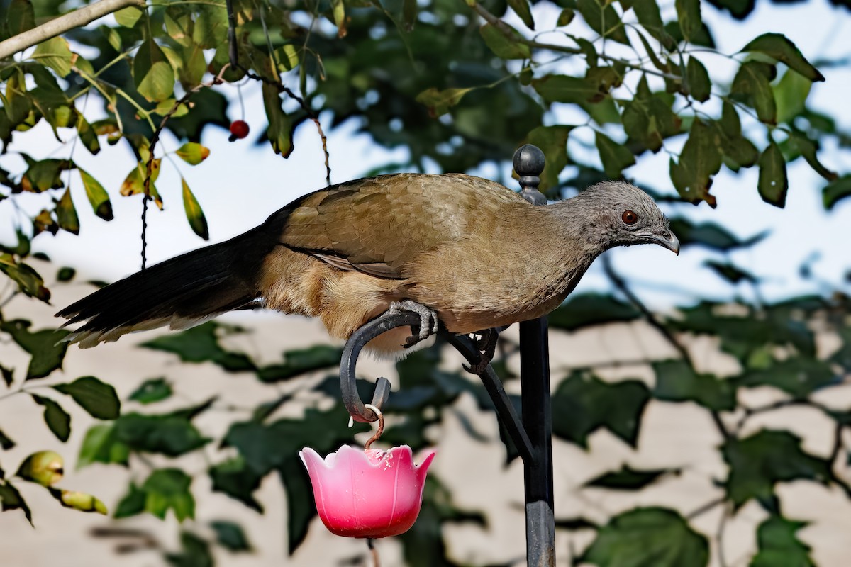 Plain Chachalaca - ML647577090