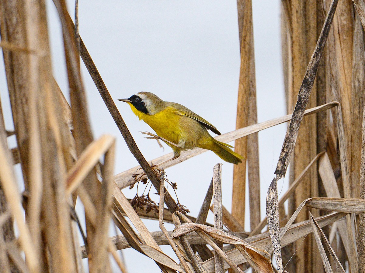 Common Yellowthroat - ML647577100
