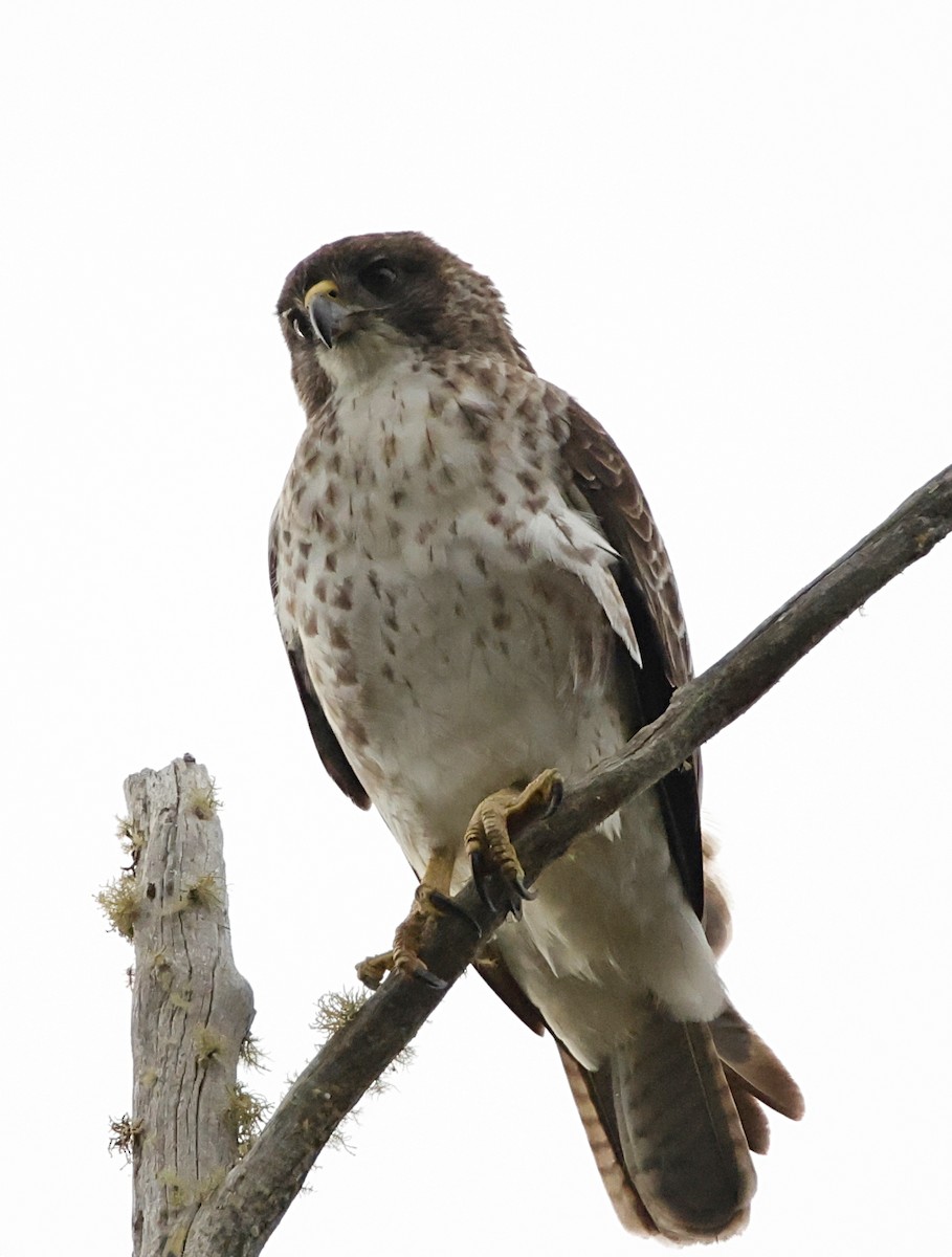 Hawaiian Hawk - ML647577101