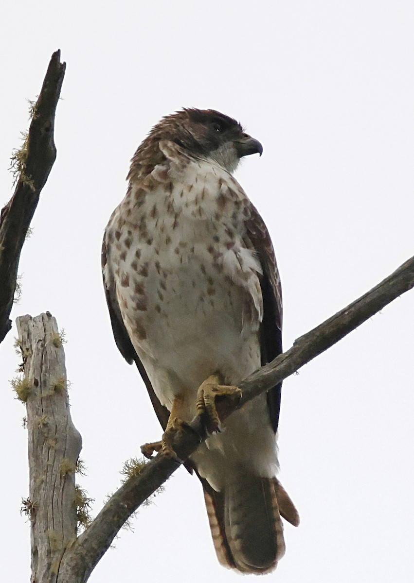 Hawaiian Hawk - ML647577102