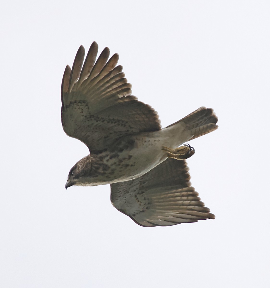 Hawaiian Hawk - ML647577104