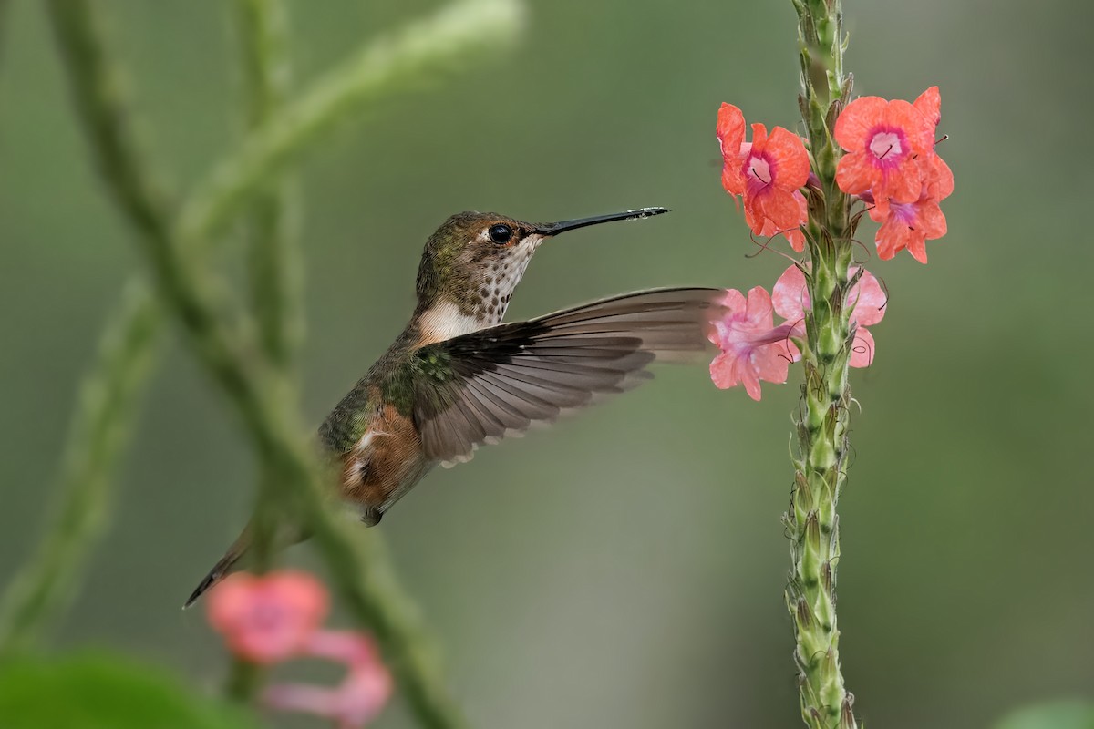 Rufous Hummingbird - ML647577111