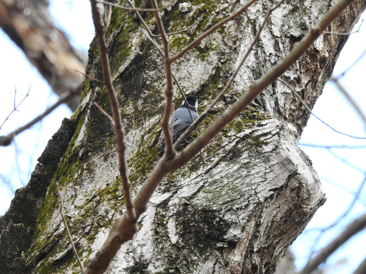 Sittelle à poitrine blanche (carolinensis) - ML647577117