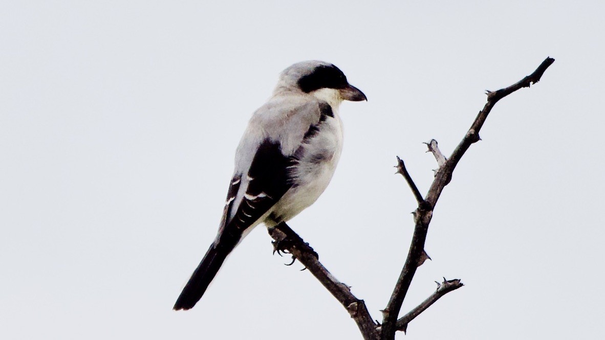 Pie-grièche à poitrine rose - ML647577120