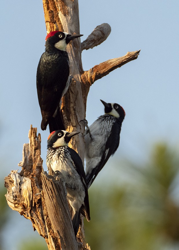 Acorn Woodpecker - ML647577122