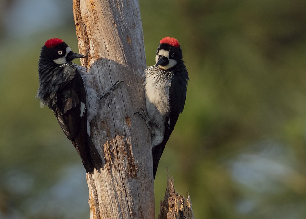 Acorn Woodpecker - ML647577123