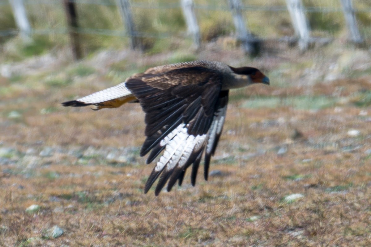 Crested Caracara (Southern) - ML647577159