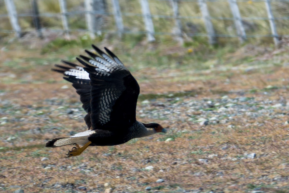 Crested Caracara (Southern) - ML647577160